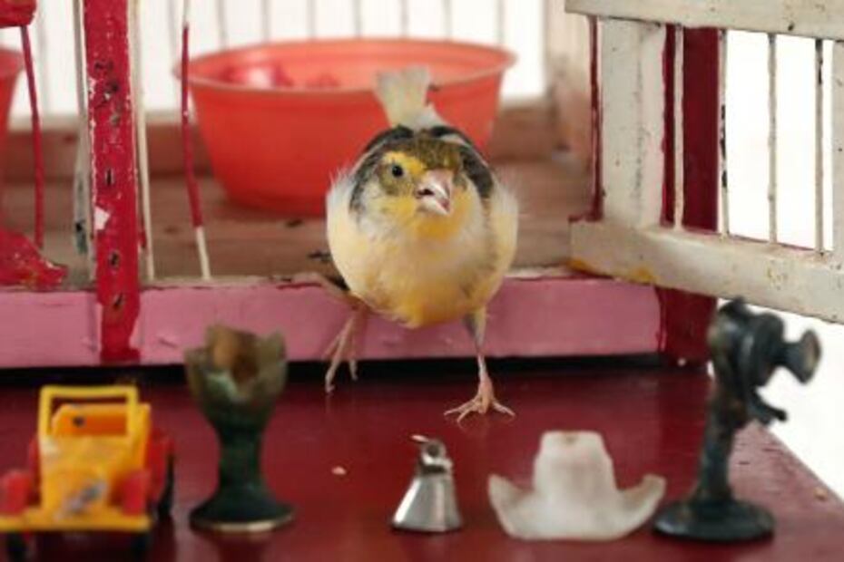 Pajaritos, ahora te leen la suerte… en las cantinas 