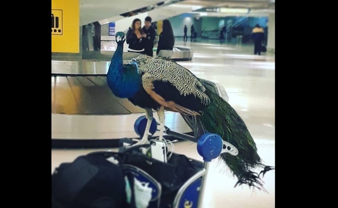 Foto: Instagram / dexterthepeacock