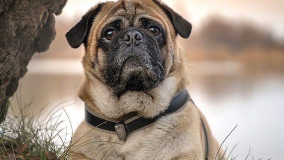 Los pug enfrentan problemas graves de salud por su hocico corto