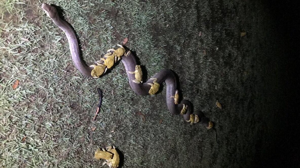 Los sapos intentaban huir del aumento del nivel del agua, después después de una fuerte tormenta en el extremo norte de Australia. Foto: Paul Mock / BBC