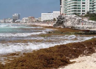 Qué pasa si nadas en una playa con sargazo