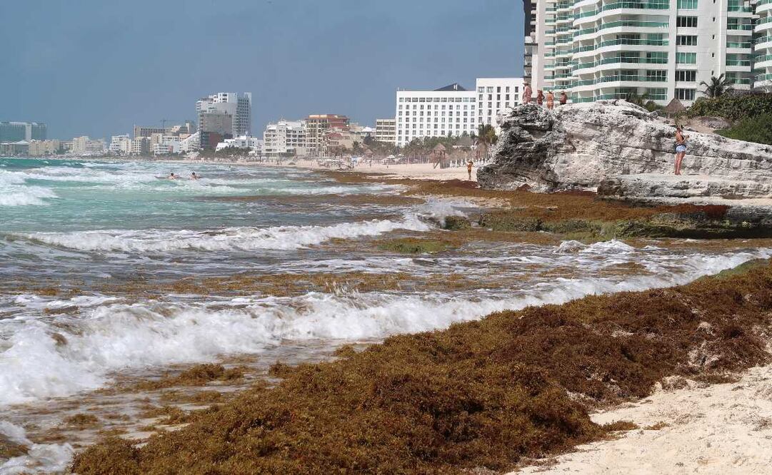 El sargazo siempre ha estado presente en el Caribe, sin embargo, el exceso de esta alga puede resultar dañino. Imagen: Archivo El Universal