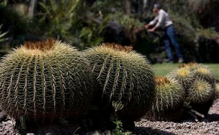 About 1/3 of world cactus threatened with extinction