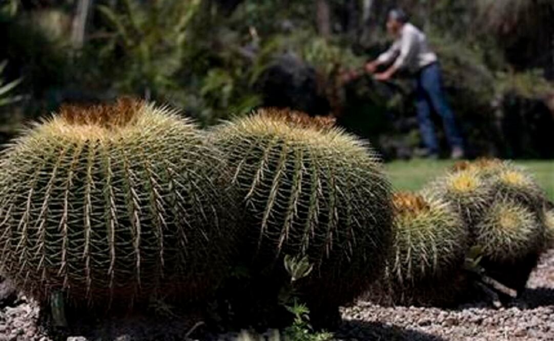 The study identified hotspots of endangered cactuses in Querétaro, San Luis Potosí, Oaxaca and Puebla. (Photo: AP)