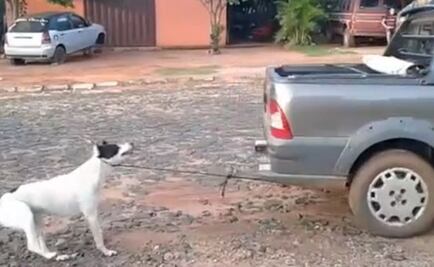 ​Amarran a perro a carro y lo arrastran hasta matarlo en Paraguay