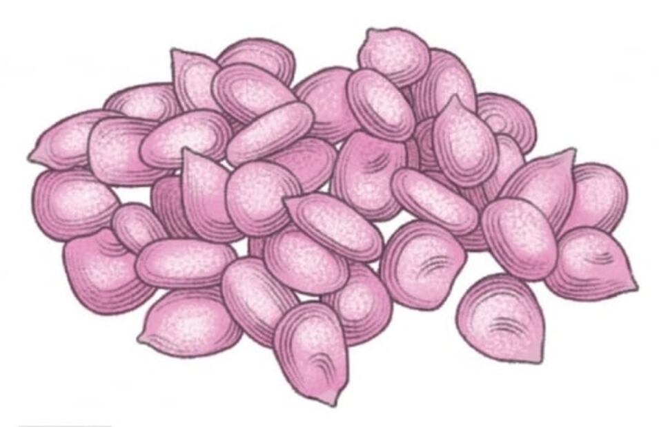 5 Variedades de cacahuacintle que debes de conocer