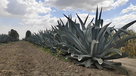 Ante falta de clientes, reinventan forma de hacer pulque en Ixtapaluca, Edomex