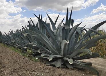 Ante falta de clientes, reinventan forma de hacer pulque en Ixtapaluca, Edomex