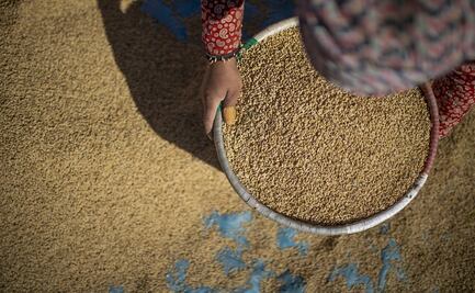 ¿Se debe modificar genéticamente el arroz para adaptarlo frente al cambio climático? 