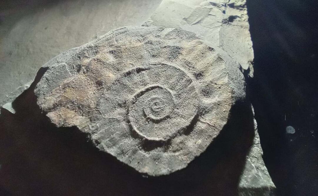 También confirmaron que las rocas que albergan estos tesoros paleontológicos pertenecen a la Formación Mezcala, revelando pistas valiosas sobre el pasado marítimo de esta región. Foto: Especial