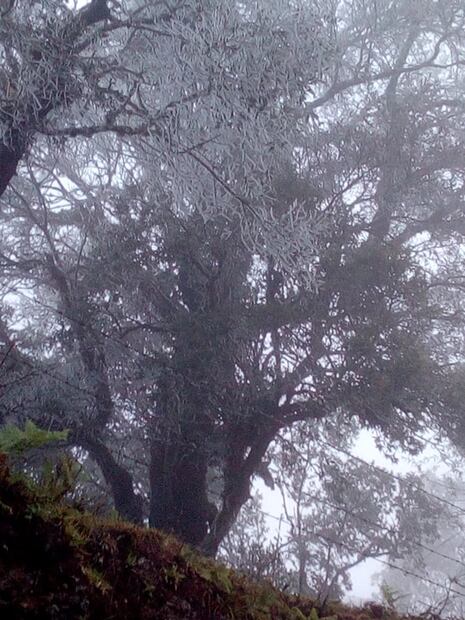 Cencelladas, heladas y vientos del norte golpean a Veracruz