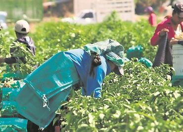 México produce café, chile, tomate y amapola con mano de obra infantil: Gobierno de EU