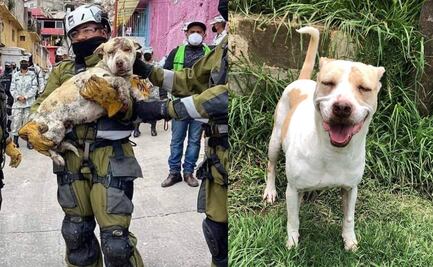 “Deysi”, perrita rescatada tras derrumbe del cerro del Chiquihuite, en espera de ser adoptada