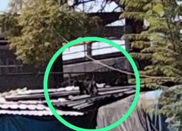 Video. "La pantera se estaba peleando con un gato"; comerciante de Tacuba que vio al felino
