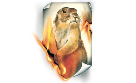 Onda de calor orilla a una especie a la extinción: el perrito de la pradera