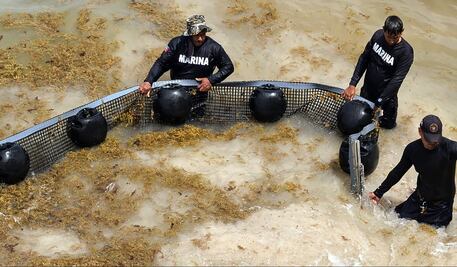 FOTOS: Sargazo invade las costas de Quintana Roo; amenaza temporada turística en el Caribe Mexicano