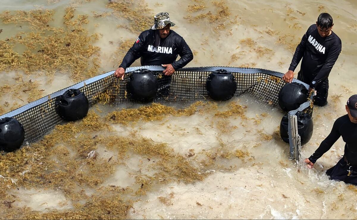 FOTOS: Sargazo invade las costas de Quintana Roo; amenaza temporada turística en el Caribe Mexicano | El Universal