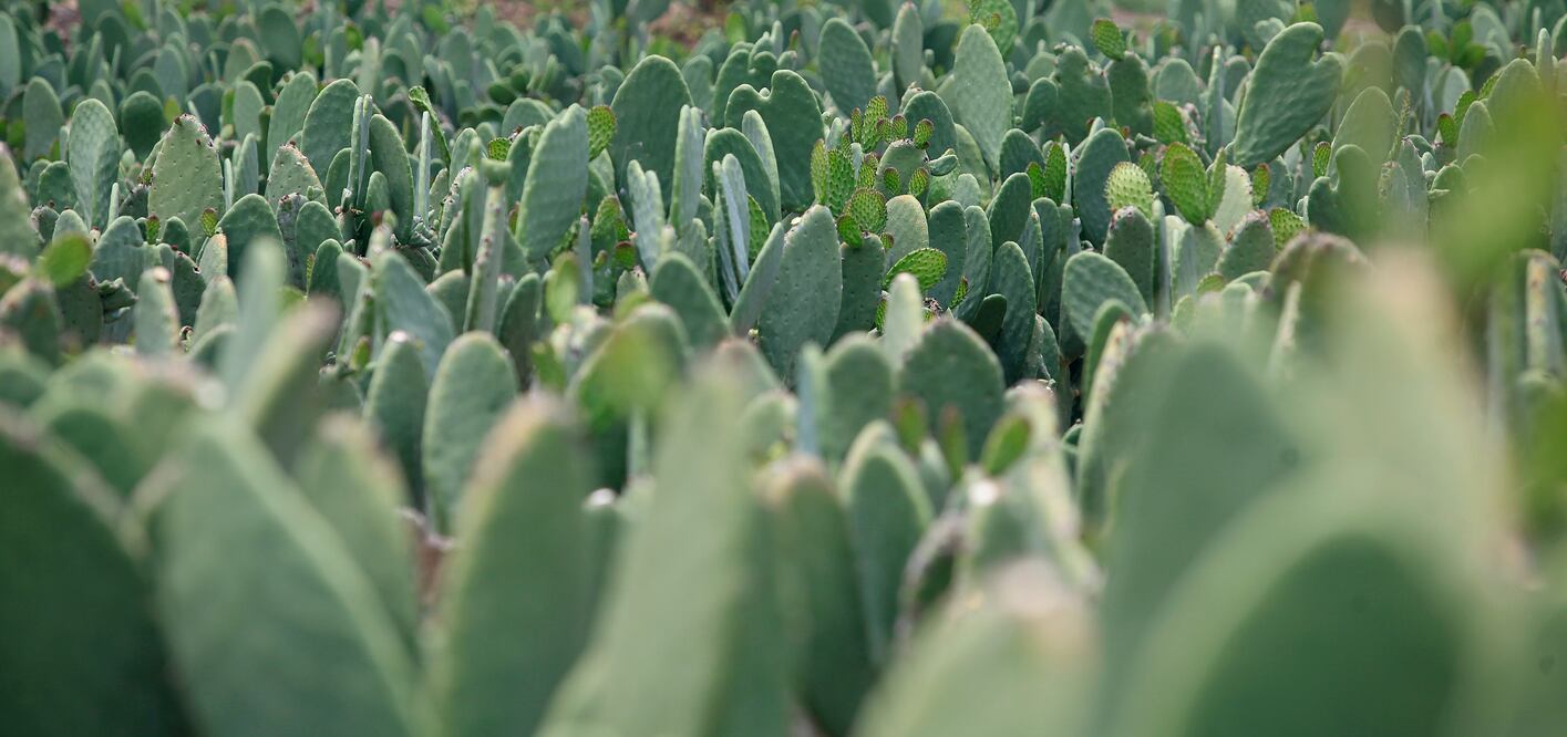 Mexican prickly pear (nopal) – File photo/EL UNIVERSAL