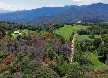 Profepa brinda atención prioritaria al Bosque de Agua; busca frenar tala ilegal y extracción de suelo