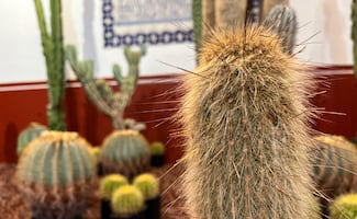 Cuándo es el Festival de las Cactáceas 2026 en Casa del Risco