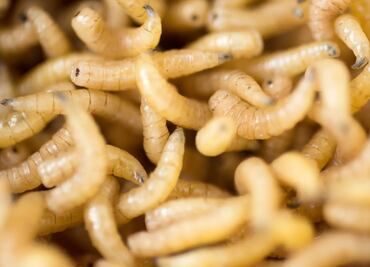 Nueva fobia desbloqueada: llueven gusanos a pasajeros en vuelo de Delta Airlines