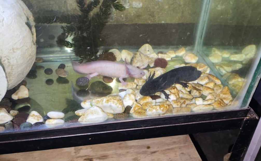 Detienen a 6 personas y rescatan animales exóticos. Foto: especial