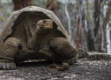 La tortuga sudamericana gigante reaparece en ríos de la Amazonía
