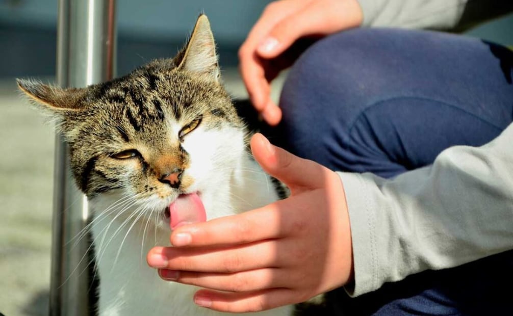 Esta conducta tiene un significado tierno y significa que tu gato te quiere decir algo. Foto: Dra. Vane Vet