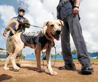 Entrenarán a perrito para que sea rescatista, en Tabasco