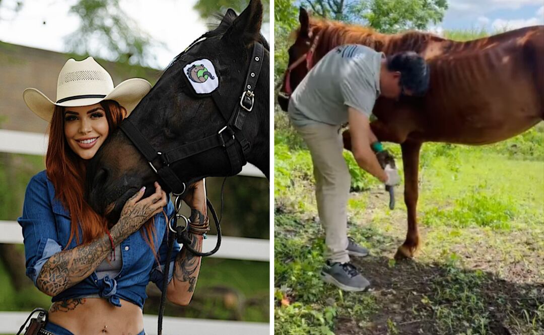 El primer caballo rescatado despues de la muerte de Elena.
Foto: Captura de pantalla