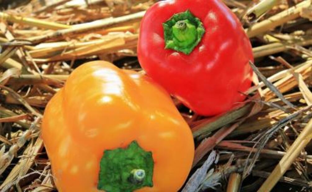 ¿Cómo elegir frutas y verduras adecuadamente?