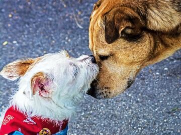 Hay un brunch con causa que apoya a los perritos sin hogar