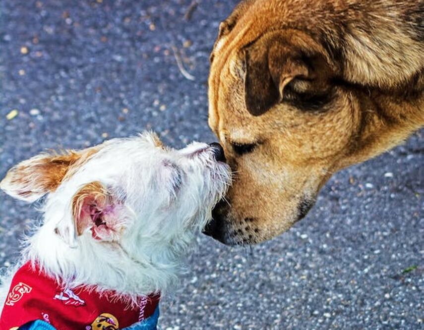Asistiendo a este brunch, podrás contruibuir a Adoptist para que sigan apoyando a lomitos en situación de calle y los reubique en hogares que los amen y cuiden.