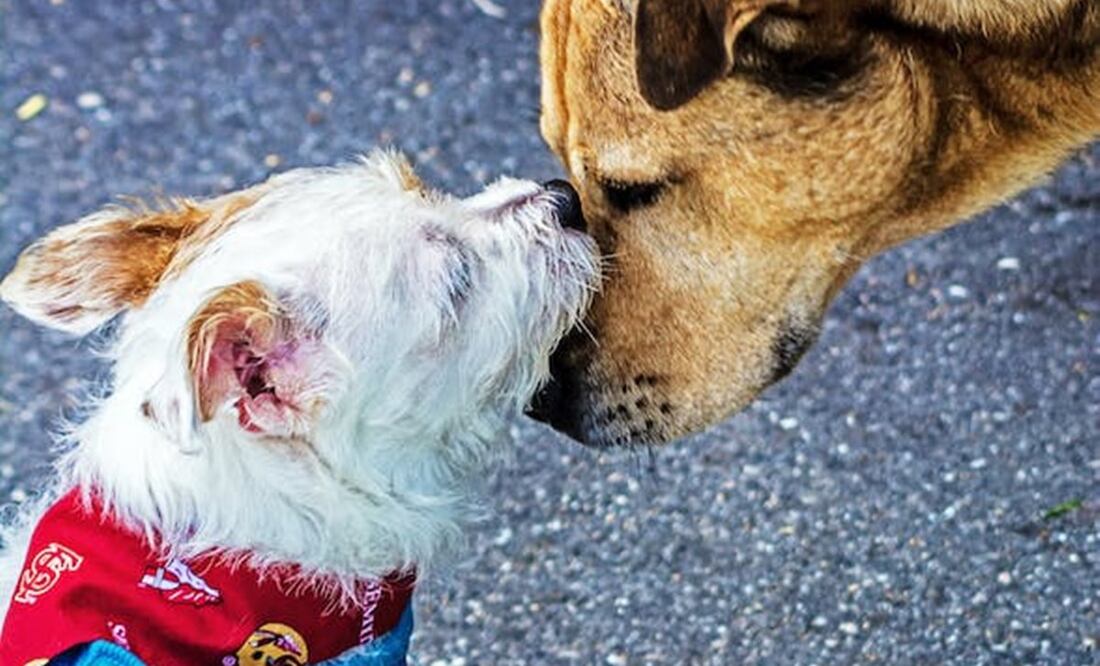 Asistiendo a este brunch, podrás contruibuir a Adoptist para que sigan apoyando a lomitos en situación de calle y los reubique en hogares que los amen y cuiden.