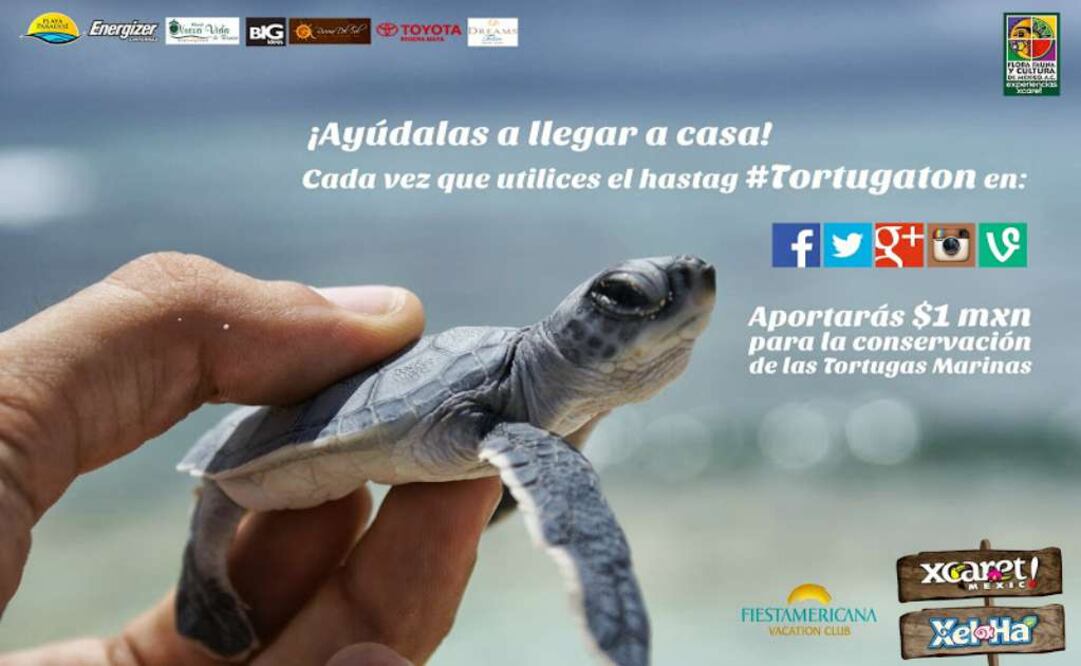 Esta campaña On Line tiene como objetivo crear conciencia sobre la importancia de la preservación de las tortugas marinas en Quintana Roo