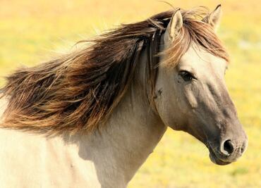 Cuántos años vive un caballo, según estudio universitario