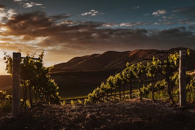 Vinos de Tenerife: la isla que desafía al vino global