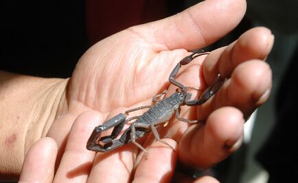 Mexican scientists isolate antibiotics from scorpion venom