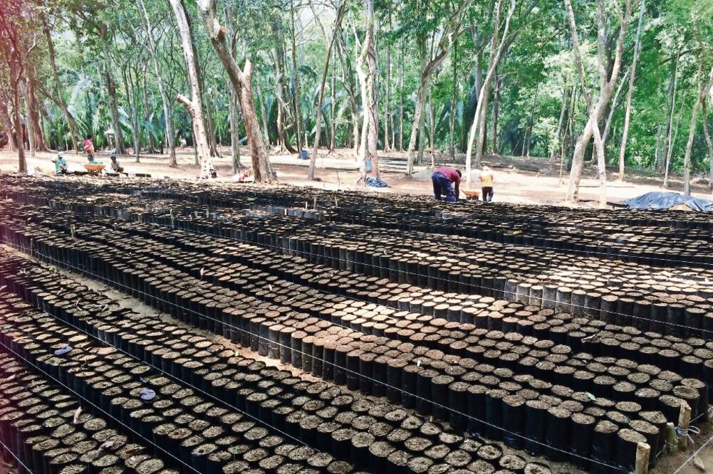 Cafetaleros acusan que el gobierno los perjudica, por lo que ellos decidieron crear su propio vivero con asesoría profesional y ser independientes (ROSELIA CHACA)