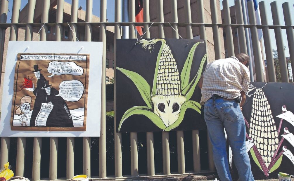 Si no logra revertir decreto, México deberá aceptar el cultivo de maíz transgénico en su territorio como parte de sus compromisos con el T-MEC. Foto: de Juan Barreto. archivo afp