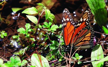 Tala ilegal y cambio climático, amenazas de Mariposa Monarca: PVEM