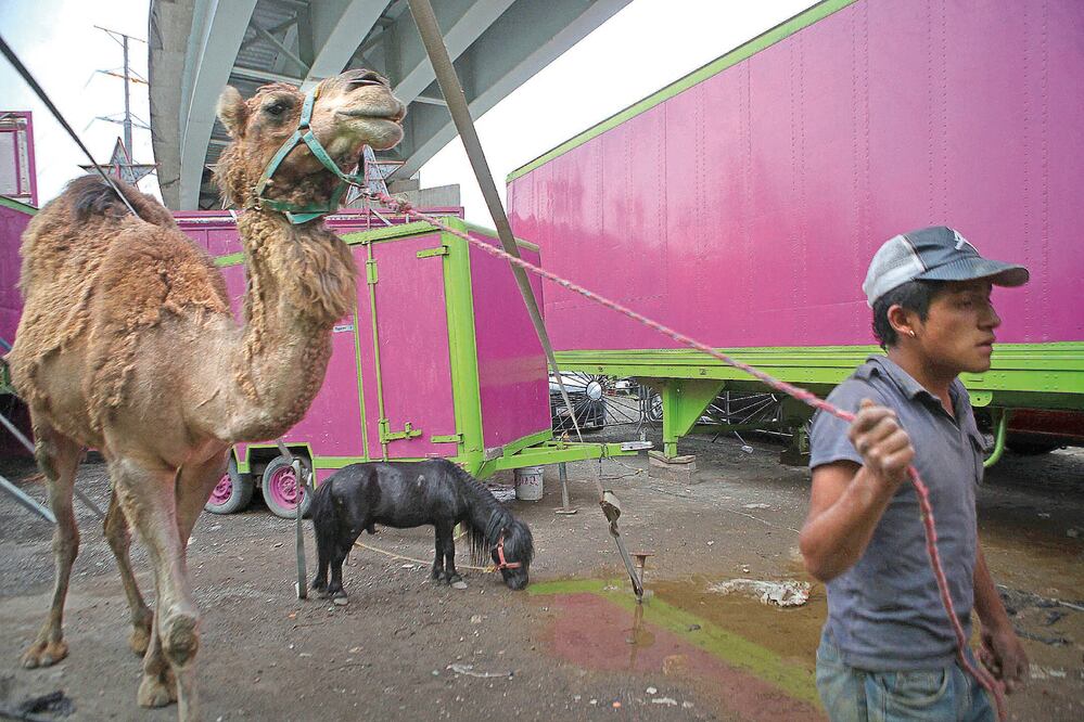 Desde ayer, los circos no pueden utilizar animales en sus funciones y la Profepa iniciará procedimientos administrativos en contra de los establecimientos que no hayan cumplido con la Ley General del Equilibrio Ecológico