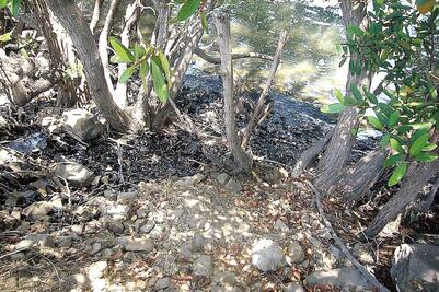 Exigen a Pemex reparar daño en manglar