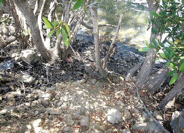 Exigen a Pemex reparar daño en manglar