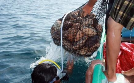 Saqueo de pepino de mar es delincuencia organizada: PAN