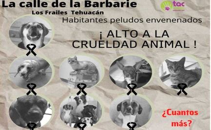 Causa indignación envenenamiento de 16 lomitos y michis en Puebla