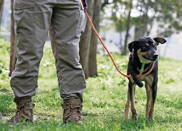 “Stinky”, el perrito rescatado tras “Otis” y que ahora busca hogar en la CDMX