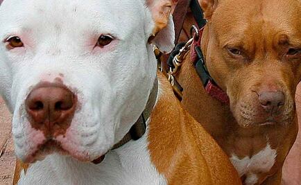 Hombre es hallado muerto con más de 100 mordidas de perro en EU