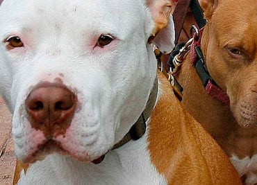 Hombre es hallado muerto con más de 100 mordidas de perro en EU