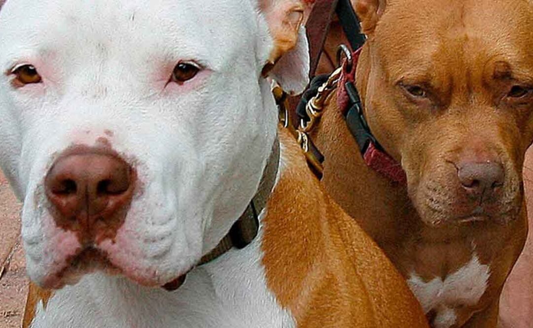 Foto: Archivo/EL UNIVERSAL